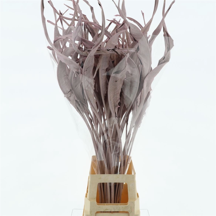 Dried Strelitzia Leafs Klb Lightpink