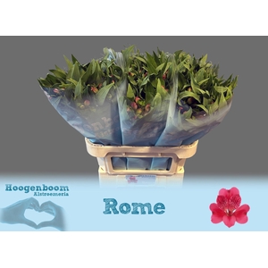 Alstr Rome