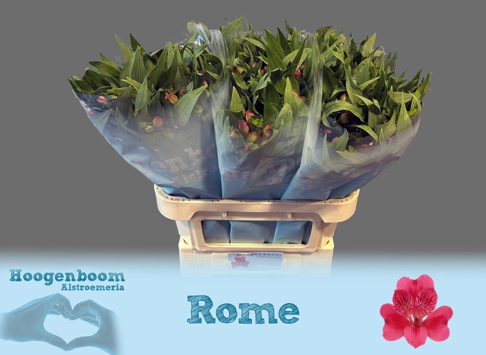<h4>Alstr Rome</h4>