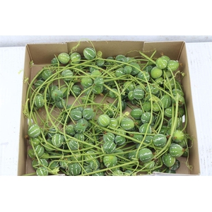 Diplocyclos Palmatus
