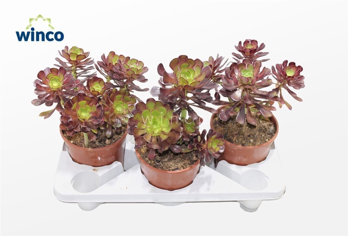 Aeonium Schwartzkopf