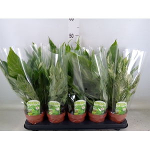 Spathiphyllum  'Diamond'