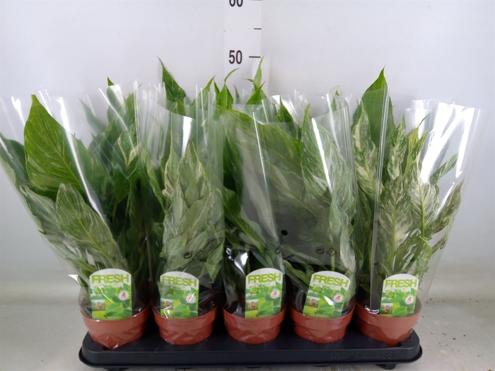 <h4>Spathiphyllum  'Diamond'</h4>