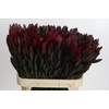 Leucadendron Saf Sunset Dark R.