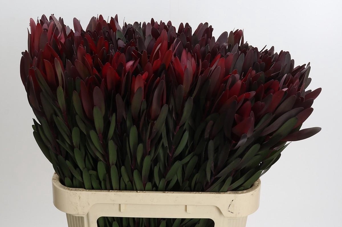 <h4>Leucadendron Saf Sunset Dark Red</h4>