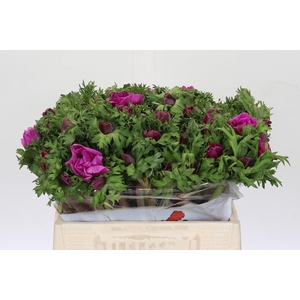 Anemone Galil Purper