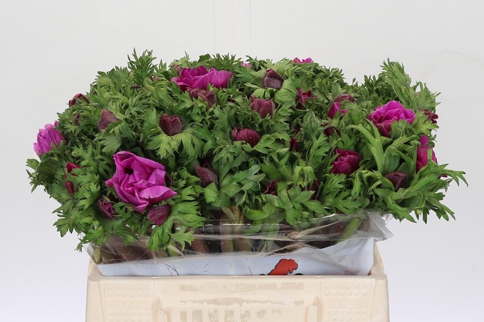 <h4>Anemone Galil Purper</h4>