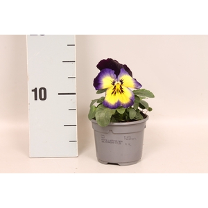 Viola wittrockiana F1 Midnight glow