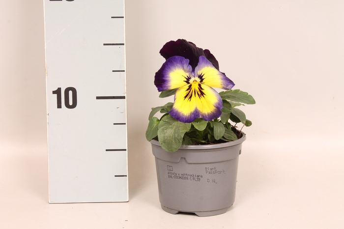 <h4>Viola wittrockiana F1 Midnight glow</h4>