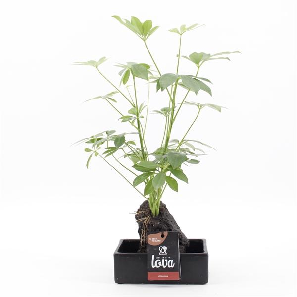 <h4>Arrangementen kamerplanten groen H%</h4>
