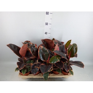 Ficus elastica 'Belize'