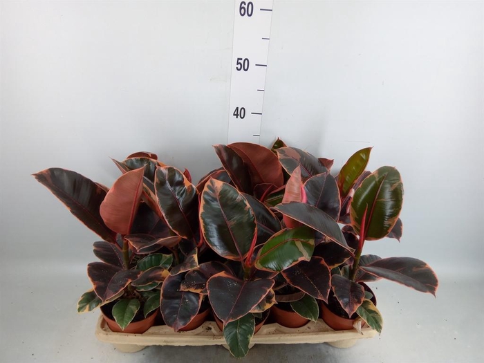 <h4>Ficus elastica 'Belize'</h4>