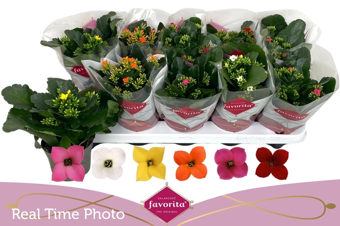 <h4>KAL EN GEM 6 KL</h4>