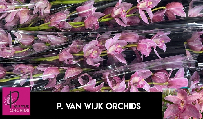 <h4>CYMB T ELLIO RO C290</h4>