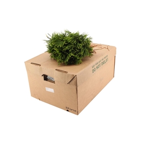 Lycopodium