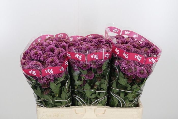 <h4>Chr San Aaa Doria</h4>