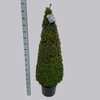 Buxus overig