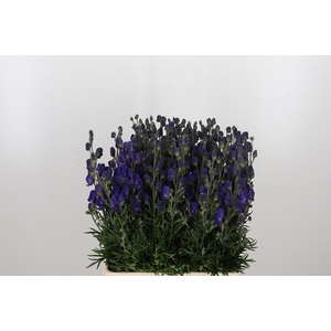 Aconitum Napellus
