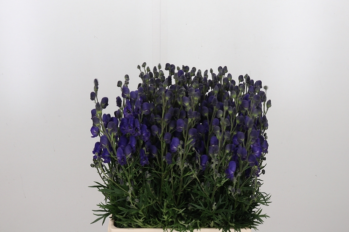 <h4>Aconitum Napellus</h4>