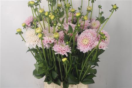 <h4>Dahl Ball Sweet Love</h4>