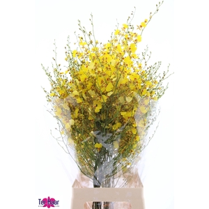 ONCIDIUM