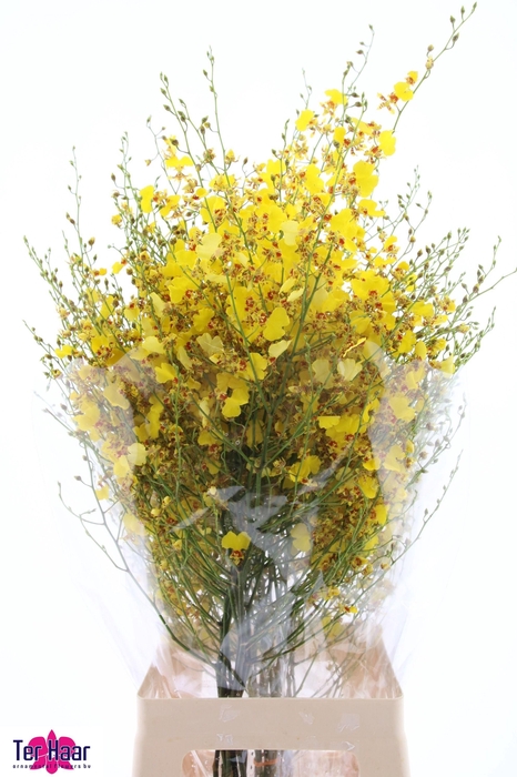 <h4>ONCIDIUM</h4>