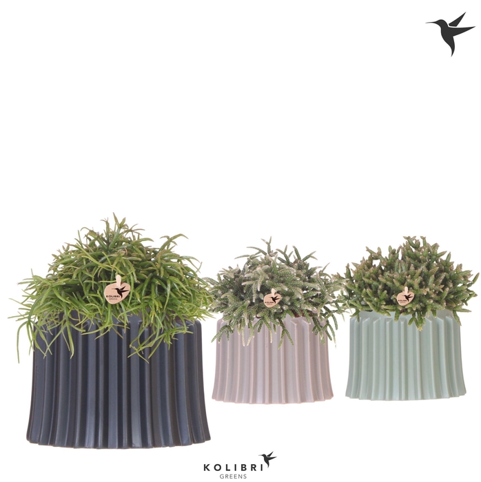 <h4>Kolibri Greens Rhipsalis mix in Raw pot mix</h4>