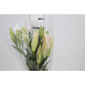 LIRIO SORBONNE 070 CM HA 3/5 FLS