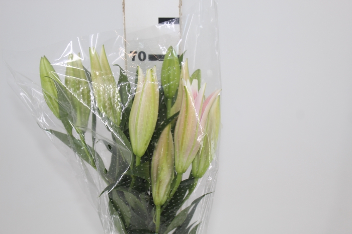 <h4>LIRIO SORBONNE 070 CM HA 3/5 FLS</h4>