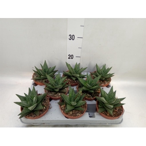 xGasterhaworthia  'Royal Highness'