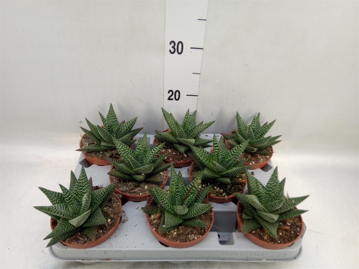 <h4>xGasterhaworthia 'Royal Highness'</h4>