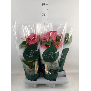 Anthurium andr. 'Nevada'