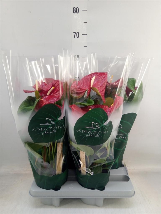 <h4>Anthurium andr. 'Nevada'</h4>