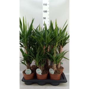 Yucca   ...