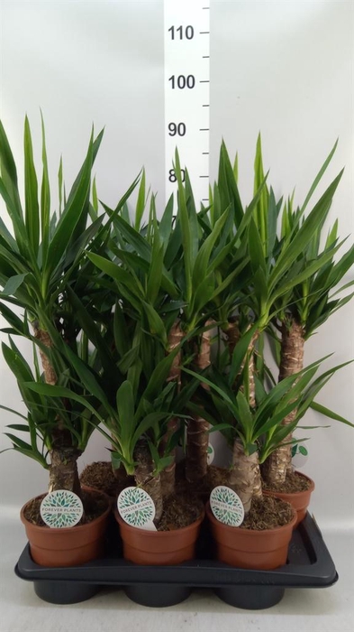 <h4>Yucca   ...</h4>