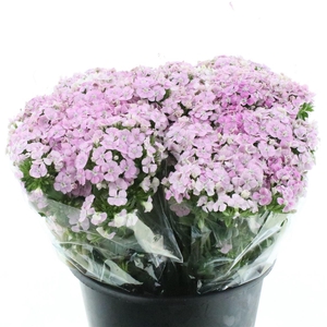 Di Barb Amazon Rose Magic