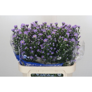 Aster Cassandra