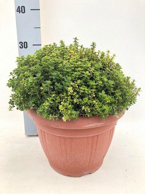 <h4>Thymus aureus</h4>