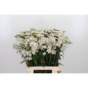 Achillea White Beauty