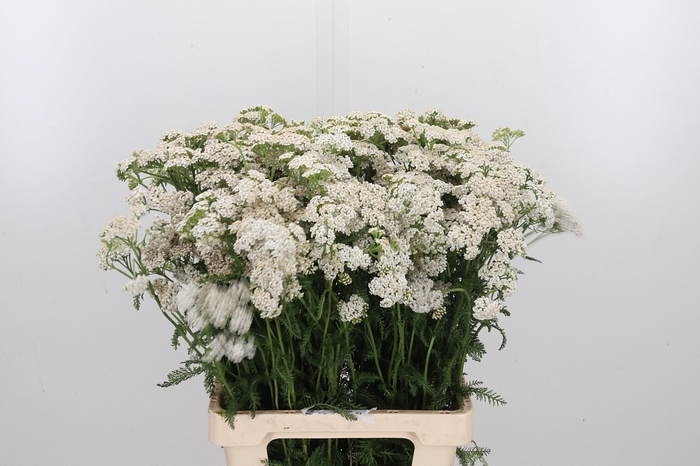 <h4>Achillea White Beauty</h4>