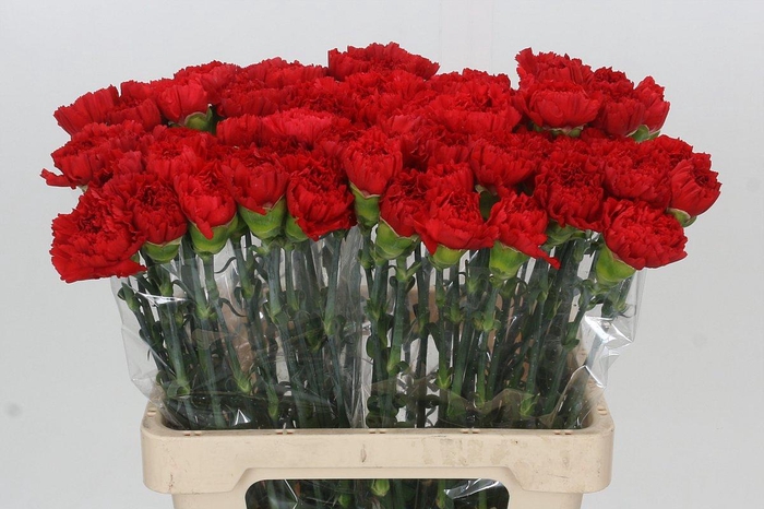 <h4>Dianthus St Arona</h4>