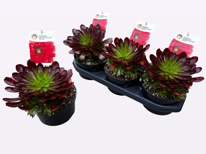 <h4>SEMPON SIENNA</h4>