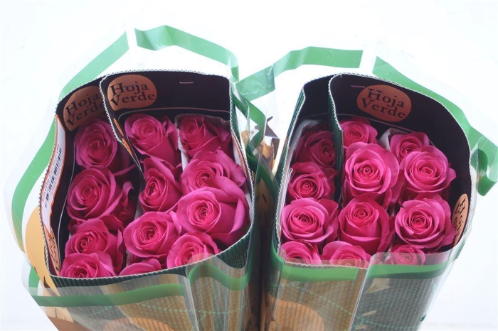 <h4>R Gr Eq Stiletto</h4>