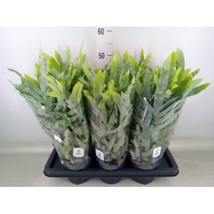 Phlebodium aureum 'Blue Star'