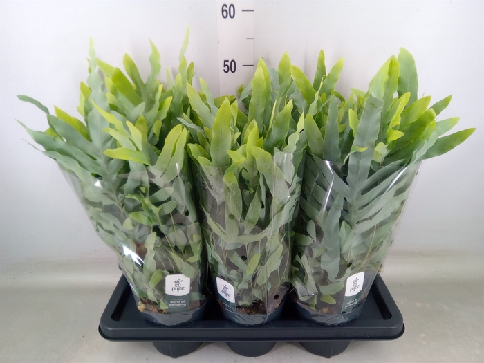 <h4>Phlebodium aureum 'Blue Star'</h4>