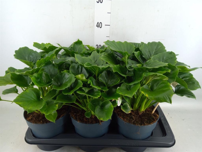 <h4>Philodendron   ...</h4>