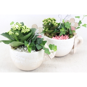 arr2 MB - Ker. mok white 338/6