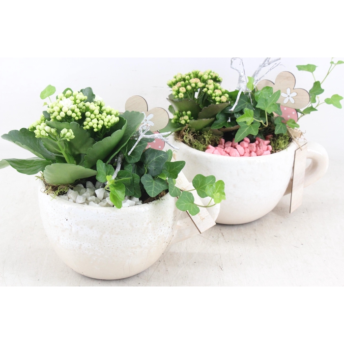 <h4>Arr2 Mb - Ker. Mok White 338/6</h4>