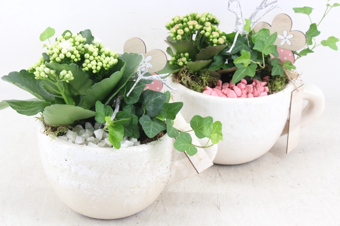 <h4>arr2 MB - Ker. mok white 338/6</h4>