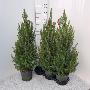 PICEA GL CONICA